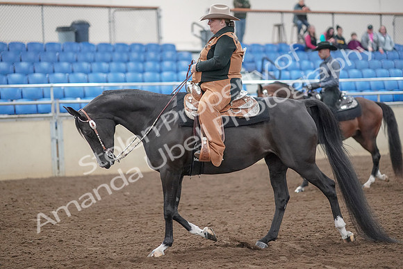 2019 Morgan Horse Show - Aug 31, 2019 - 06014