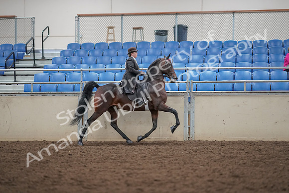 2019 Morgan Horse Show - Aug 30, 2019 - 28089