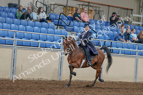 2020 - AB Morgan Horse - Fri, Sept 04 - 11467