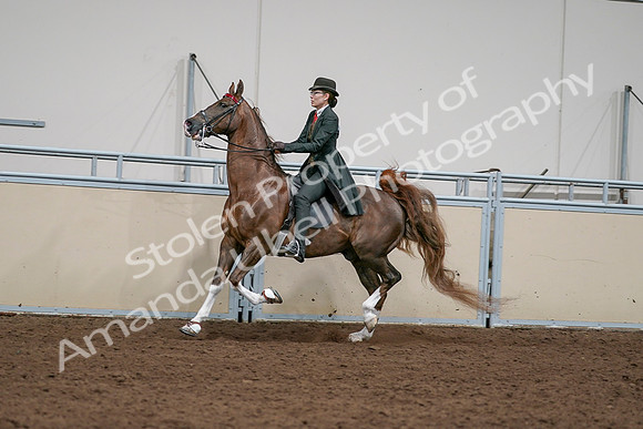 2020 - AB Morgan Horse - Sat, Sept 05 - 13045