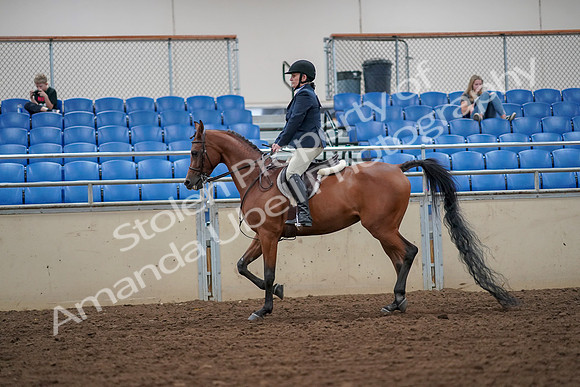 2019 Morgan Horse Show - Aug 30, 2019 - 16104