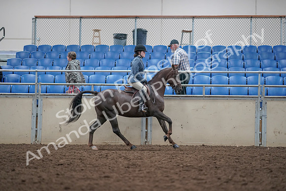2019 Morgan Horse Show - Aug 31, 2019 - 16776