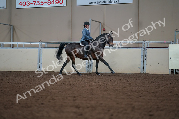 2019 Morgan Horse Show - Aug 30, 2019 - 18584