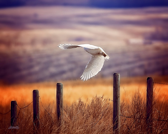 Birds - 072