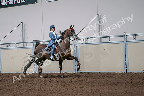 2020 - AB Morgan Horse - Fri, Sept 04 - 05116