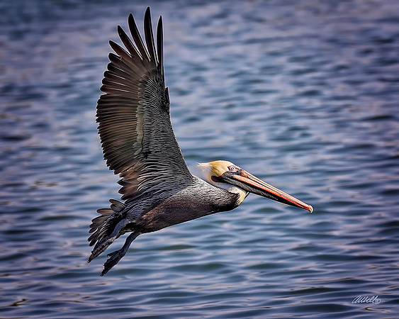 Birds - 160