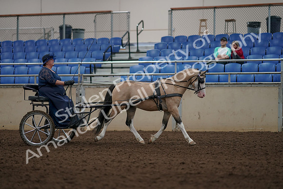 2019 Morgan Horse Show - Aug 31, 2019 - 04435