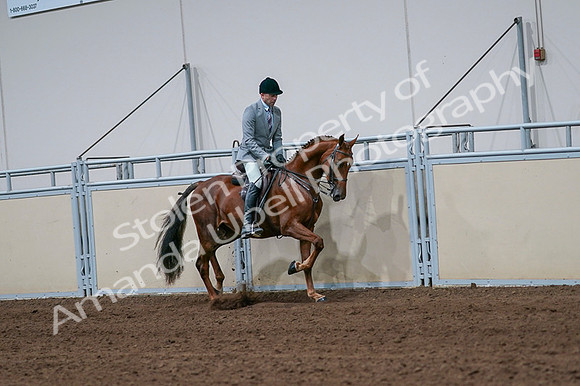 2020 - AB Morgan Horse - Fri, Sept 04 - 01776