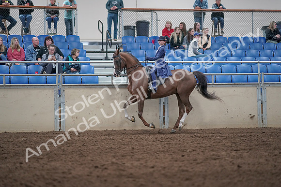 2019 Morgan Horse Show - Aug 31, 2019 - 20637