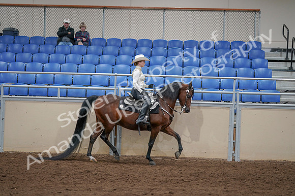 2020 - AB Morgan Horse - Fri, Sept 04 - 08448