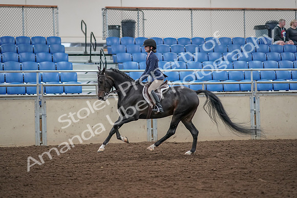 2019 Morgan Horse Show - Aug 31, 2019 - 05138