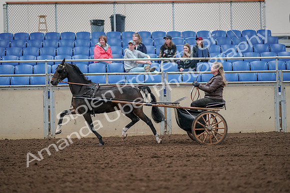 2019 Morgan Horse Show - Aug 30, 2019 - 13241
