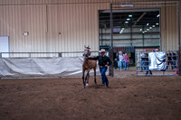 072 - HA Yearling Filly