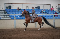 2019 Morgan Horse Show - Sept 01, 2019 - 07383