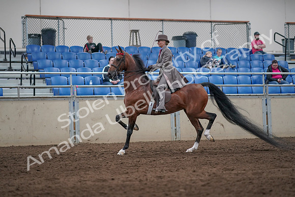 2019 Morgan Horse Show - Sept 01, 2019 - 07383