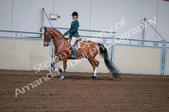 2020 - AB Morgan Horse - Fri, Sept 04 - 01589