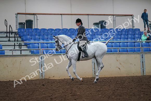 2019 Morgan Horse Show - Aug 30, 2019 - 17439