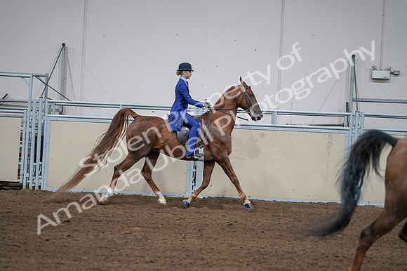2020 - AB Morgan Horse - Fri, Sept 04 - 05152