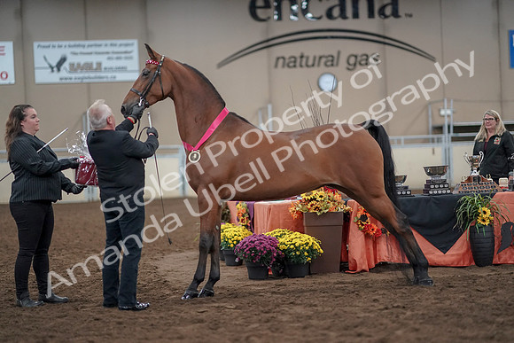 2019 Morgan Horse Show - Aug 31, 2019 - 00946