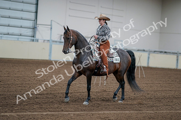 2020 - AB Morgan Horse - Fri, Sept 04 - 00050