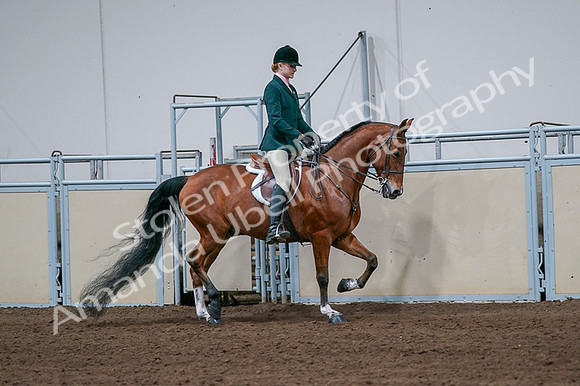 2020 - AB Morgan Horse - Fri, Sept 04 - 01864