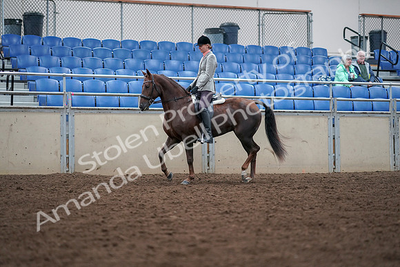 2019 Morgan Horse Show - Aug 30, 2019 - 18334