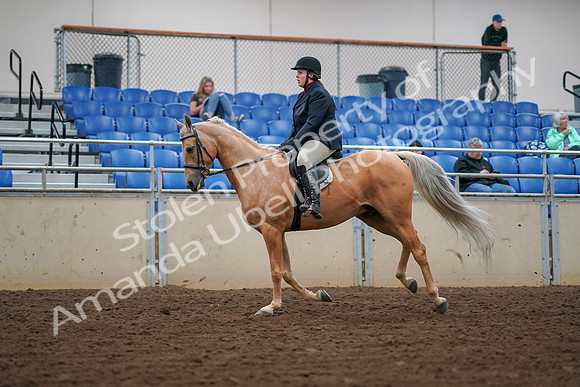 2019 Morgan Horse Show - Aug 30, 2019 - 16390