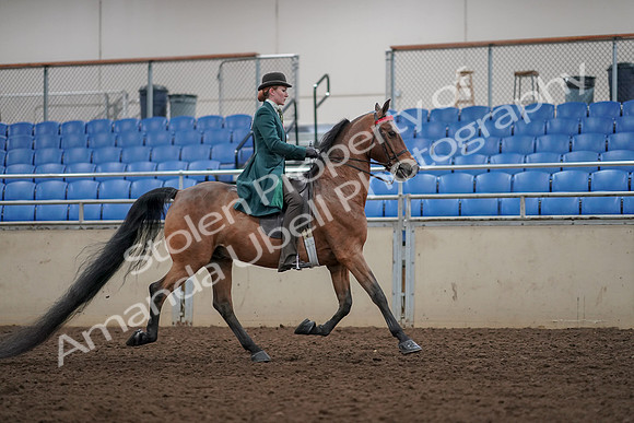 2019 Morgan Horse Show - Aug 30, 2019 - 28252
