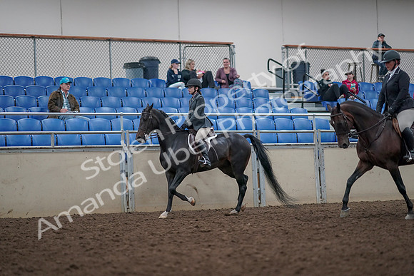 2019 Morgan Horse Show - Aug 31, 2019 - 14861