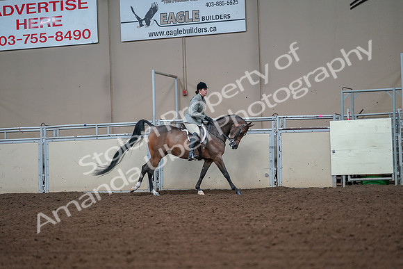2019 Morgan Horse Show - Aug 30, 2019 - 17600