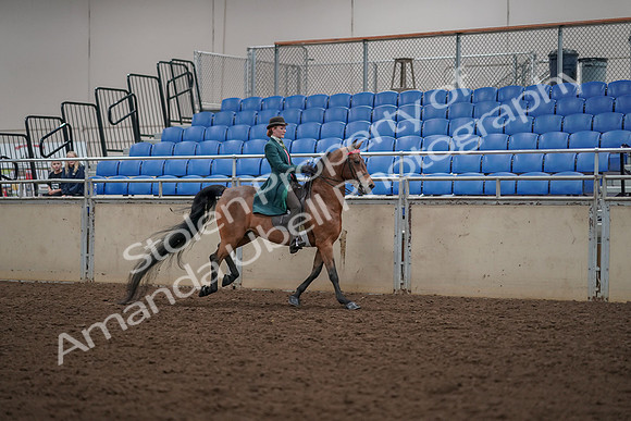 2019 Morgan Horse Show - Aug 30, 2019 - 28167