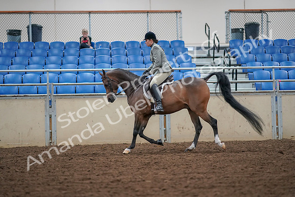 2019 Morgan Horse Show - Aug 30, 2019 - 17295