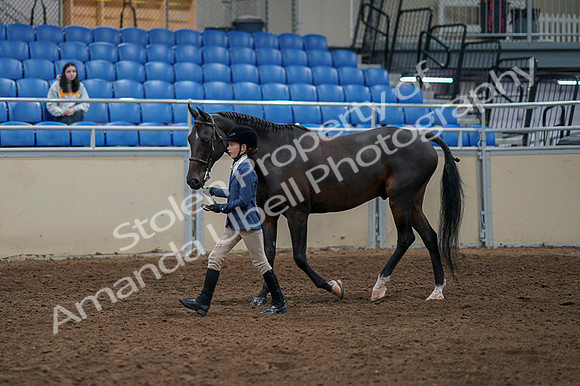 2020 - AB Morgan Horse - Fri, Sept 04 - 00921