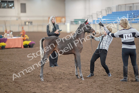 2019 Morgan Horse Show - Aug 30, 2019 - 24901