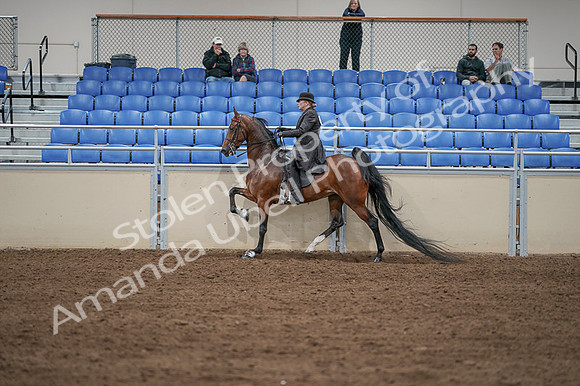 2020 - AB Morgan Horse - Fri, Sept 04 - 09643