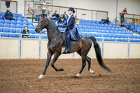 2020 - AB Morgan Horse - Sat, Sept 05 - 02615