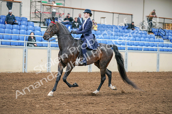 2020 - AB Morgan Horse - Sat, Sept 05 - 02615
