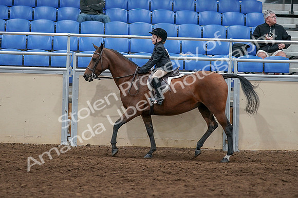2020 - AB Morgan Horse - Sun, Sept 06 - 07733