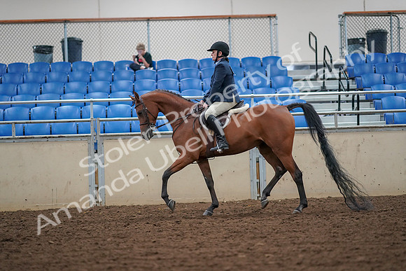 2019 Morgan Horse Show - Aug 30, 2019 - 16263