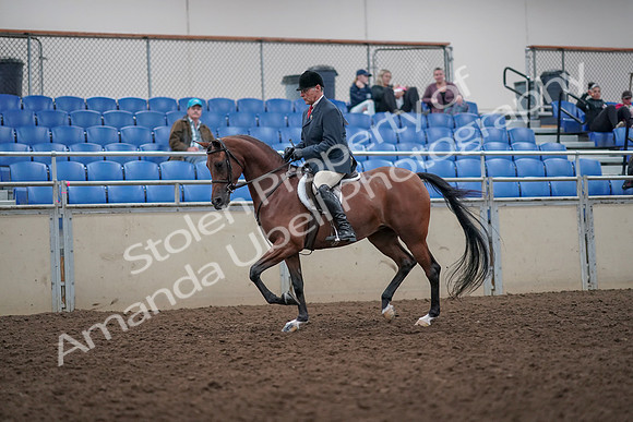 2019 Morgan Horse Show - Aug 31, 2019 - 14809