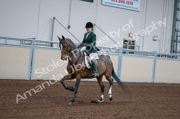 2020 - AB Morgan Horse - Fri, Sept 04 - 01690