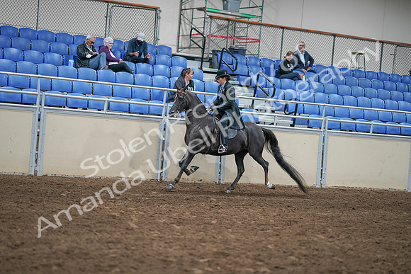 2020 - AB Morgan Horse - Sat, Sept 05 - 00826