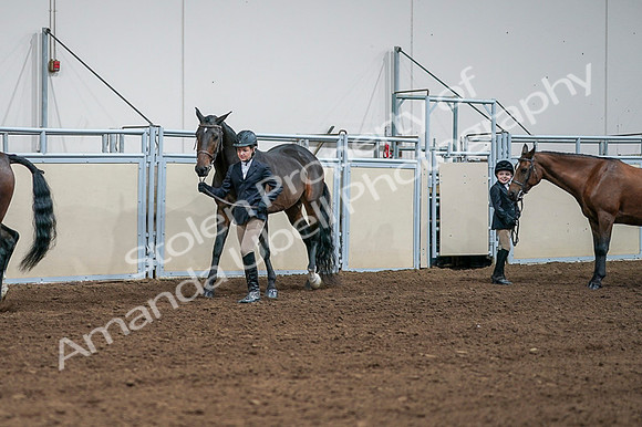 2020 - AB Morgan Horse - Fri, Sept 04 - 00857