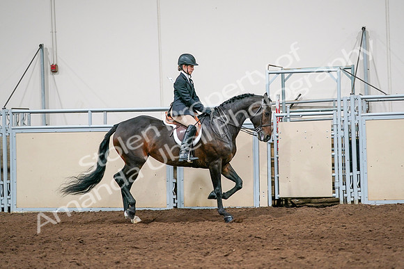 2020 - AB Morgan Horse - Sun, Sept 06 - 08092