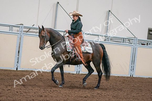 2020 - AB Morgan Horse - Sun, Sept 06 - 01551