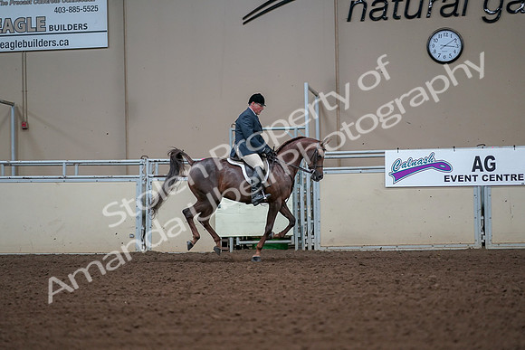 2019 Morgan Horse Show - Aug 30, 2019 - 17588