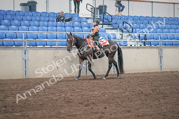 2019 Morgan Horse Show - Sept 01, 2019 - 05727