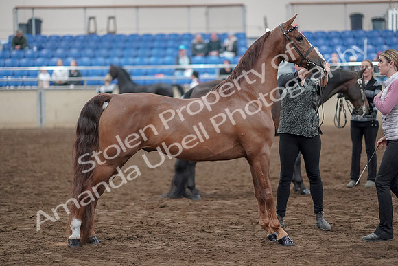 2019 Morgan Horse Show - Aug 31, 2019 - 03757