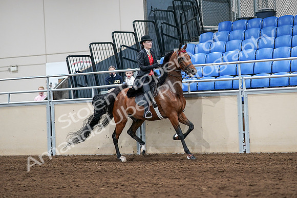 2020 - AB Morgan Horse - Sat, Sept 05 - 06785