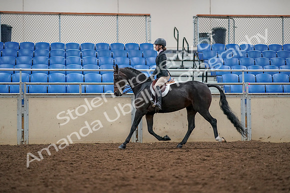 2019 Morgan Horse Show - Aug 30, 2019 - 23311